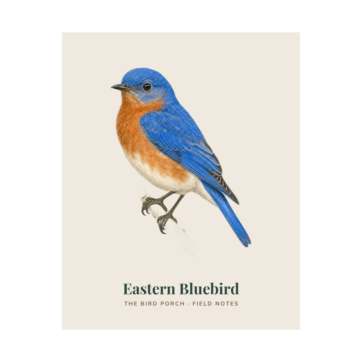 Eastern Bluebird field notes art print, alternate view