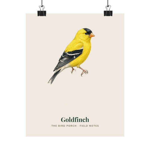 American Goldfinch botanical matte art print