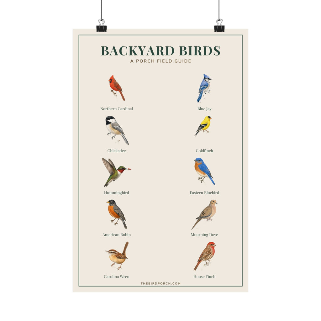 Backyard Birds field guide poster with labeled bird identification illustrations