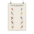 Backyard Birds field guide poster with labeled bird identification illustrations