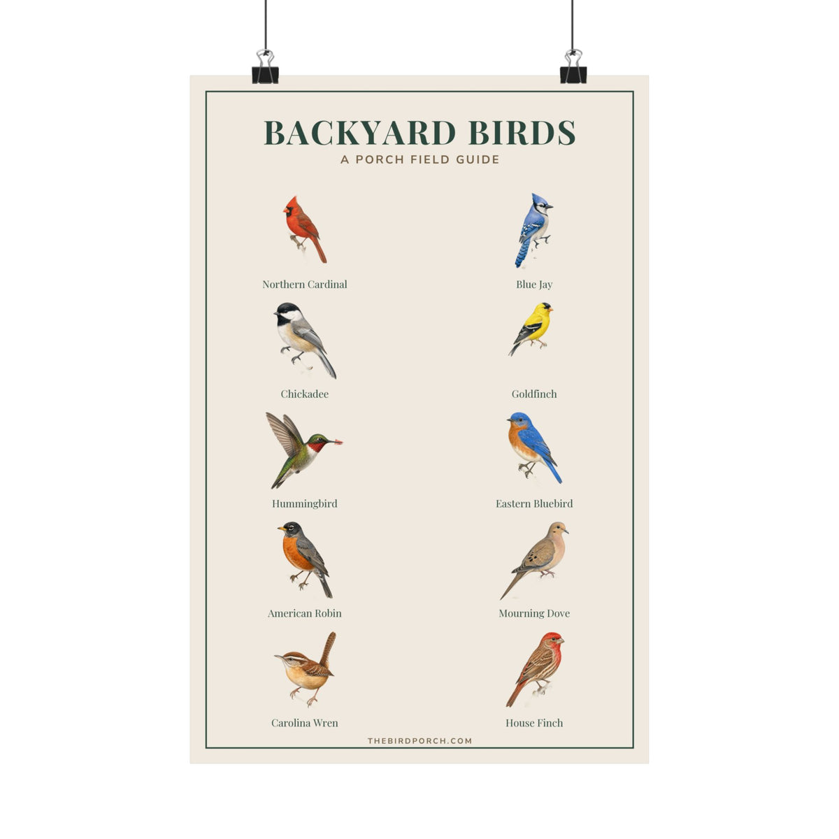 Backyard Birds field guide poster with labeled bird identification illustrations