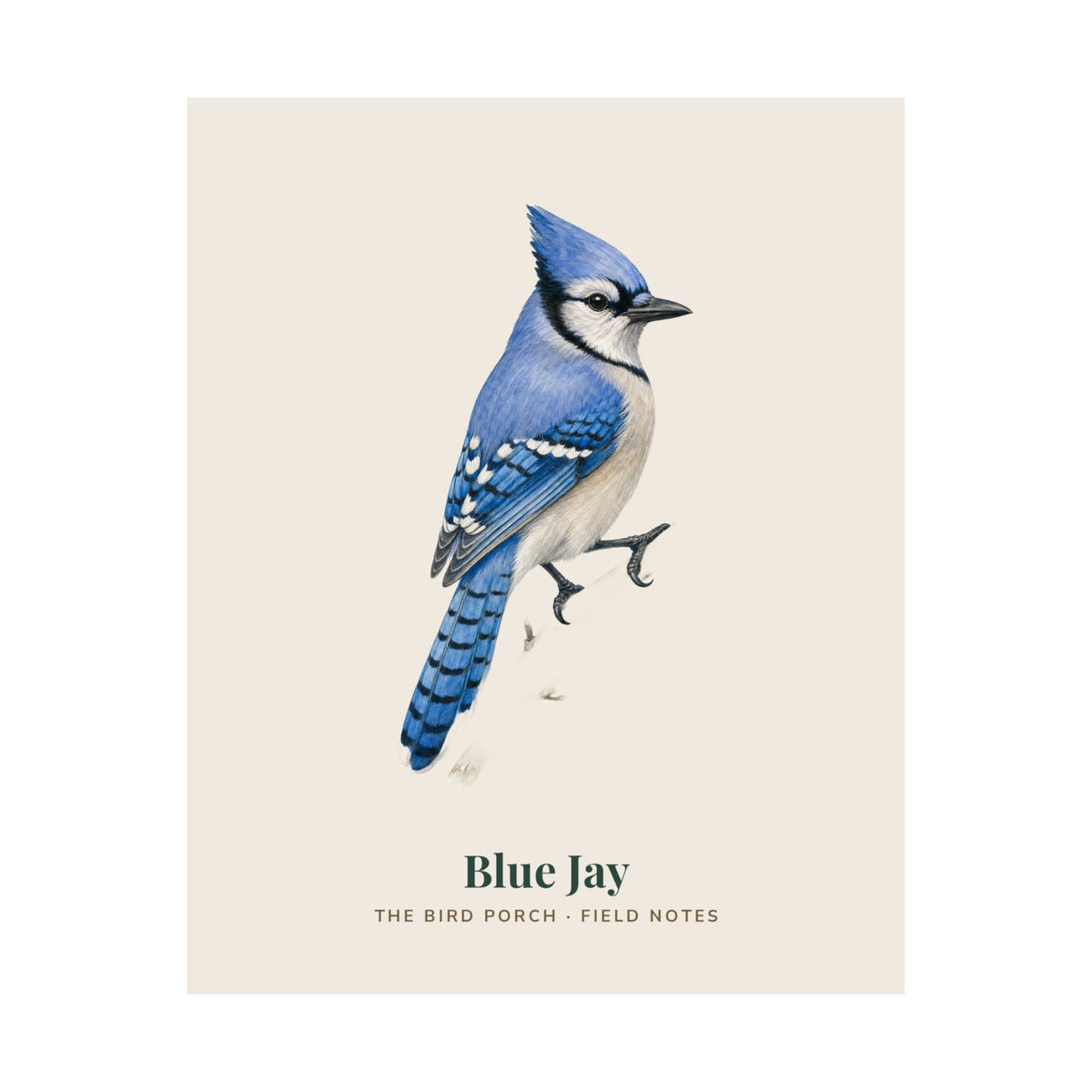 Blue Jay field notes art print, alternate view