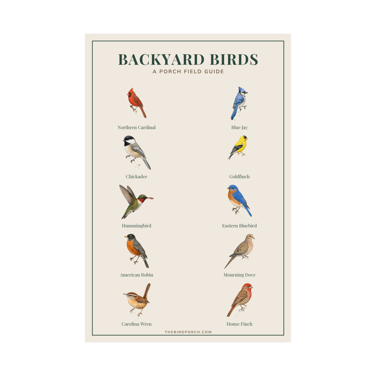Backyard Birds field guide identification poster, alternate view