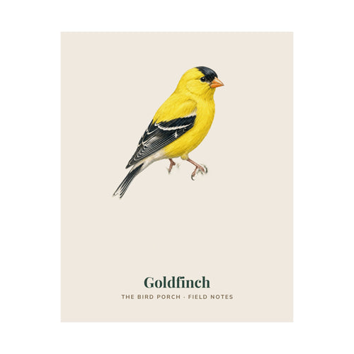 American Goldfinch botanical art print, alternate view
