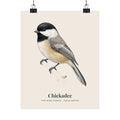 Black-capped Chickadee matte art print in vintage field notes style