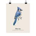 Blue Jay matte art print in vintage field notes style
