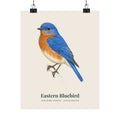 Eastern Bluebird matte art print in vintage field notes style